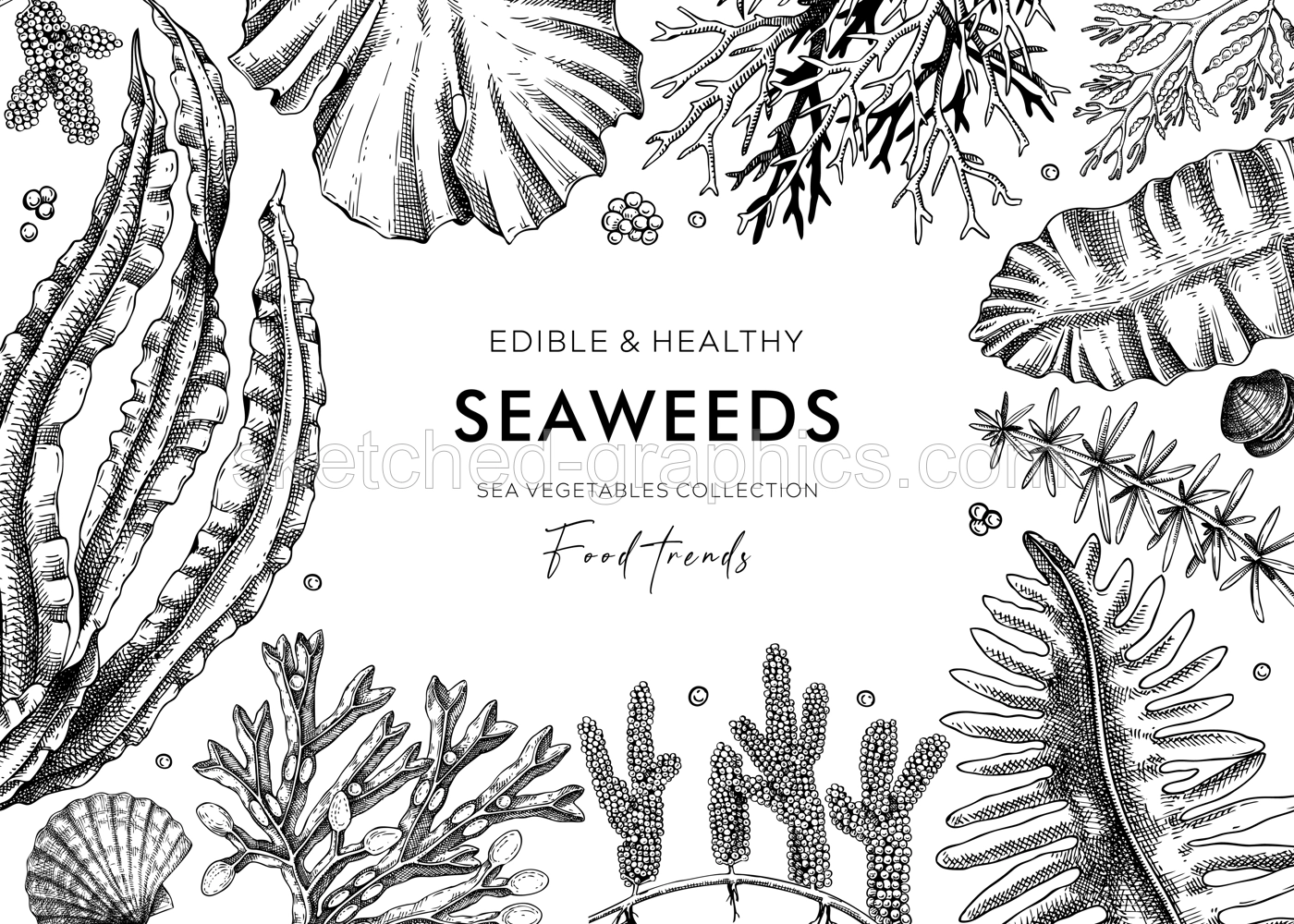 Edible seaweed frame design in sketch style. Hand-drawn sea vegetables - kelp, wakame, hijiki, kombu, nori vector food illustrations. Healthy food ingredients background. Japanese cuisine menu Illustration